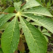 Healthy cassava leaves
